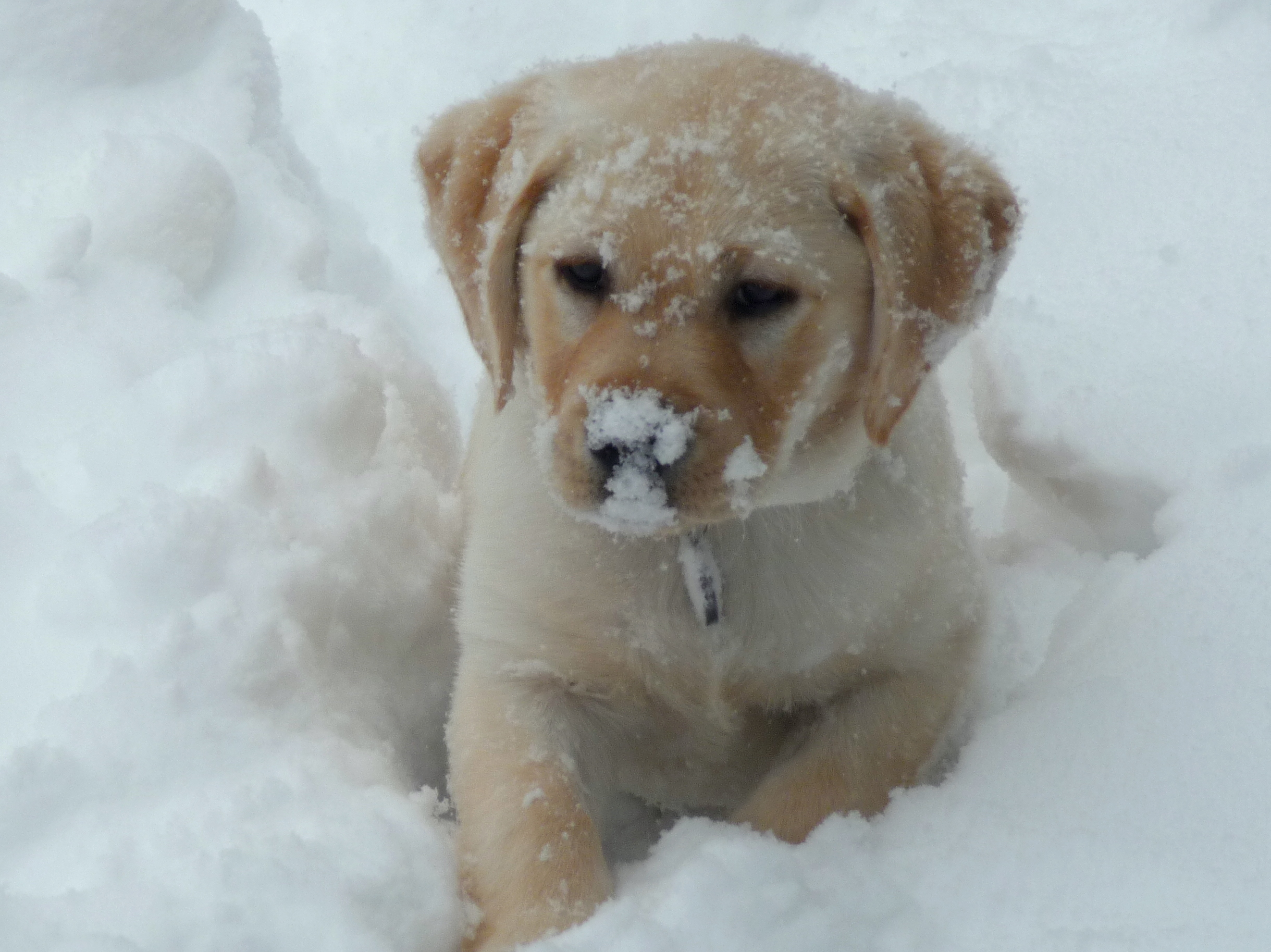 Snow Lab