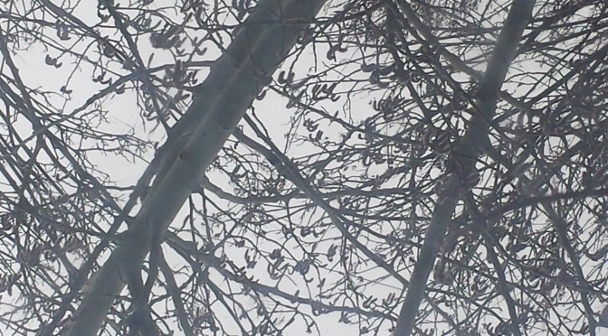 Photo of Quaking Aspen Blooms