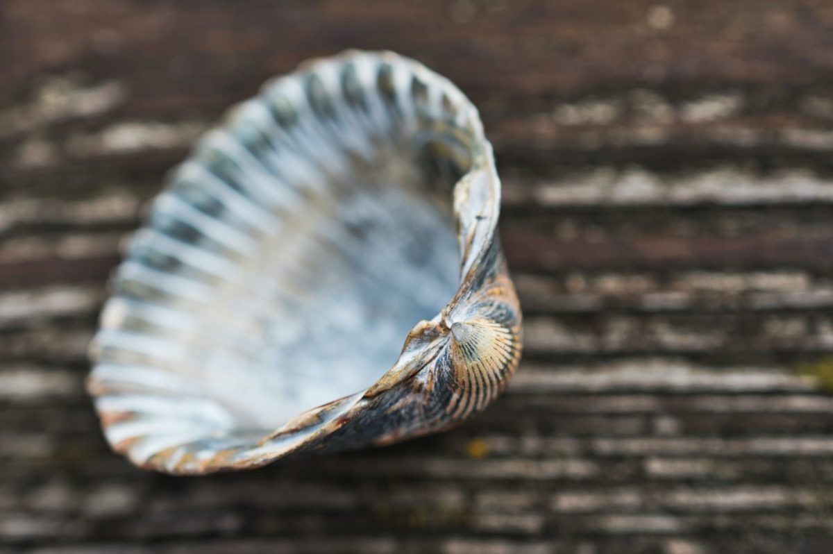 Shell a halfshell Photo by Regine Tholen on Unsplash shell